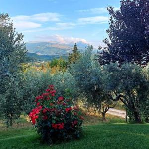 a bush of red flowers in a field with trees at Bed & Breakfast Le Coccinelle in Rosciano