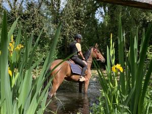 Zvířata v prázdninového domu nebo okolí