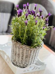 弗瓦迪斯瓦沃沃的住宿－Przyczepa Royal-Lux，桌上装满紫色花的篮子