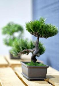 a small pine tree in a pot on a table at Alojamiento Simon 1 Murcia in Murcia