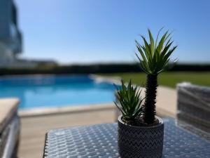 a potted plant sitting on a table next to a pool at Villa Sea View in Fouka Bay North Coast with pool in Marsa Matruh