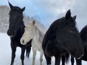 Zvieratá v dovolenkovom dome alebo blízkom okolí
