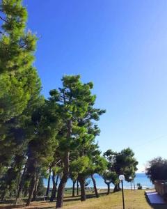 a group of trees in a park near the water at L'ulivo e lo scoiattolo in Marina Palmense