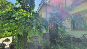 Apartments in Siofok/Balaton 38090 8600 Siófok kép - 2