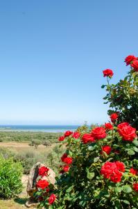 a bush of red roses with the ocean in the background at La Minditta in San Teodoro