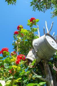 a plant growing out of a tree with flowers at La Minditta in San Teodoro