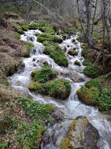 a stream of water with rocks in a forest at APARTAMENTS CASA NANDO. in Esterri d'Àneu