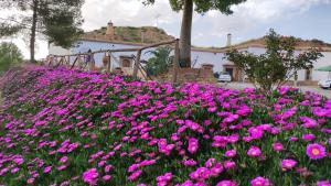 un campo di fiori rosa di fronte a un edificio di Cuevas Cortijo Gachas a Guadix