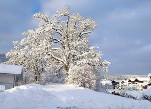 een boom bedekt met sneeuw naast een huis bij Ferienwohnung Hirtenbichel in Immenstadt im Allgäu
