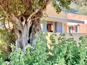 un grand arbre devant une maison dans l'établissement Barbati Blu & Verde Beach Houses with pool by DadoVillas, à Barbati