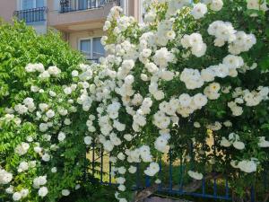 A garden outside Studio Apartment with balcony 300m from beach