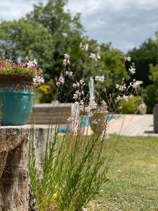 two pots of flowers on top of a wooden stump at Le Mas de la Martelière in Le Thor