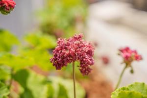 Gallery image of Cornelia Hotel in Ayia Napa