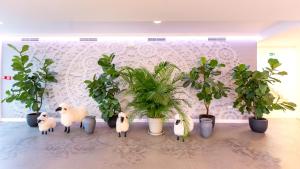 诺瓦利娅Hotel In Excelsis的一群盆栽植物在屋子里