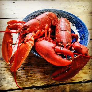 a lobster on a blue plate on a wooden table at Kirkapol Beach Pod - Ebb in Middleton