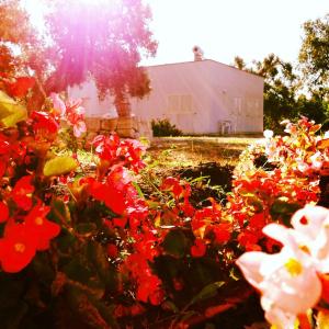 un jardin avec des fleurs rouges en face d'une maison dans l'établissement B&B Finestre Tra Gli Ulivi, à Mesagne