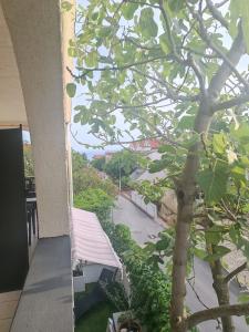 a view of a tree from a balcony at Apartments Branka- 4 apartments in house- 1 apartment has jacuzzi in Vir