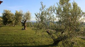 an apple tree in a field of green grass at Agroturizem Bylis in Hekal
