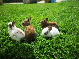 Altri animali domestici presso il campeggio o nei dintorni