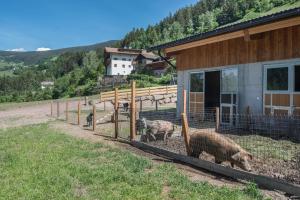 Zvieratá v apartmáne alebo blízkom okolí