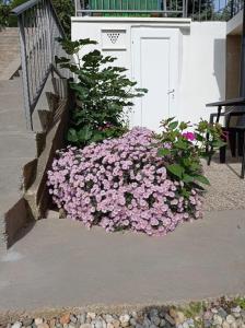 Zahrada ubytování Apartment Zlatko