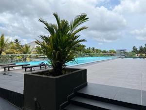 una palmera en una maceta junto a una piscina en Fairway 2 Bedroom Luxury Apartment with Gym and Pool en Battaramulla