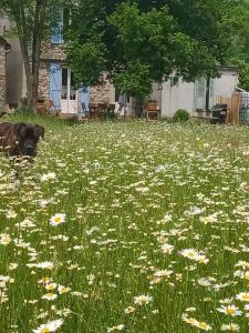 a dog is standing in a field of flowers at La tanière in Champs Sur Tarentaine