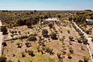 an aerial view of a field of trees and bushes at Masseria Fenicia in Monopoli