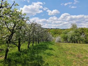 O grădină în afara Weekend house Dubrave