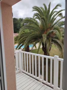 una palmera en un porche con una valla blanca en Petit oasis avec piscine en Anglet