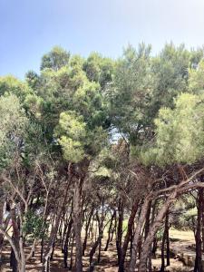 a group of trees in the middle of a field at Dimora delle Tonnare in Favignana