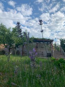 a garden with purple flowers in front of a building at Gökçeada Uğurlu Apart in Ugurlu