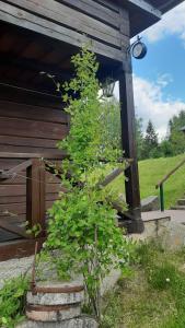 a small tree in a pot in front of a building at Sodyba pas Juozą in Milkai