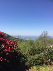 vista dalla cima di una collina con fiori di On the hill a Sasbachwalden