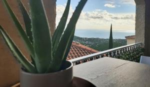 a potted plant sitting on a table on a balcony at Le Celia in Cavalaire-sur-Mer