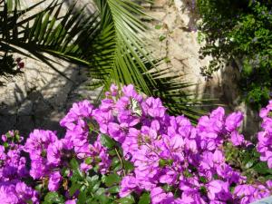 un montón de flores púrpuras con una mariposa en ellas en Apartments Moreta, en Biograd na Moru