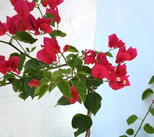 Fotografie z fotogalerie ubytování Little Symi House v destinaci Symi