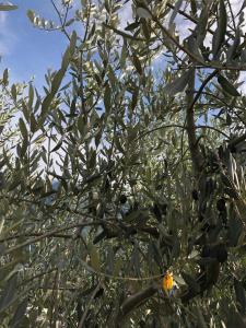 a tree with lots of olives on it at Casa dell'Olivo in Castione Andevenno