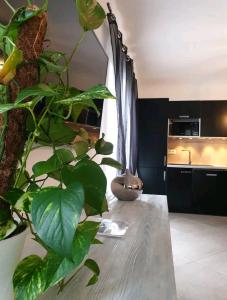 a large green plant in a room with a kitchen at Pianotolinca in Moltifao