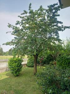 a tree with lots of fruits on it in a yard at Cjase Paola in Cassacco