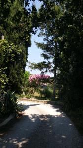 Droga z drzewami i różowymi kwiatami w obiekcie PROVENCE, SOLEIL ET LUBERON !!! Coin jardin 3 Lits 2 Chambres 80 m2 w mieście Cheval-Blanc