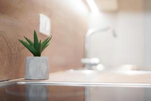 a plant sitting on a counter next to a sink at ROGA Apartment Valamar in Hamallë +31 photos