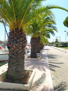 a row of palm trees on a sidewalk at Joli appartement avec grande et belle terrasse, au pied de la plage du Grazel! in Gruissan +9 photos