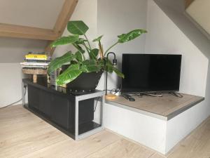 una maceta sentada en un puesto de TV en una habitación en BBOosterweg3 Studio en Heemskerk