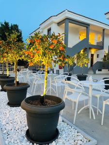 a group of potted trees in pots on a patio at Acrotel Lily Ann Village in Nikiti