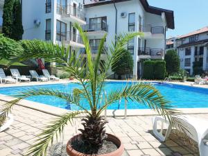 a palm tree in a pot next to a swimming pool at La terrace Sea view in Sveti Vlas