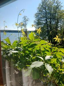 a bunch of green plants in a pot next to the water at Galindia in Iznota