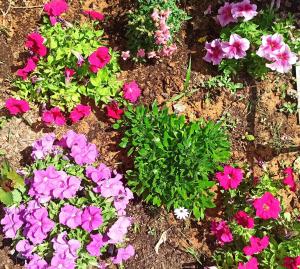 A garden outside Marina Villa