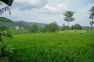 Un jardín fuera de RedDoorz At Jalan Raya Solo Tawangmangu