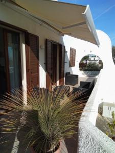 a house with a palm plant in front of it at Villa Anna Maria in Polignano a Mare